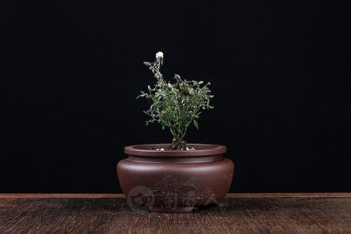 泥绘菖蒲盆(施小马监制·限量款)紫砂壶