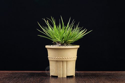 竹节菖蒲盆(施小马监制·限量款)紫砂壶