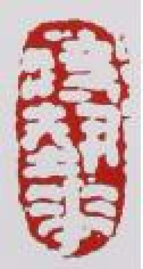 蒋艺华印章底款